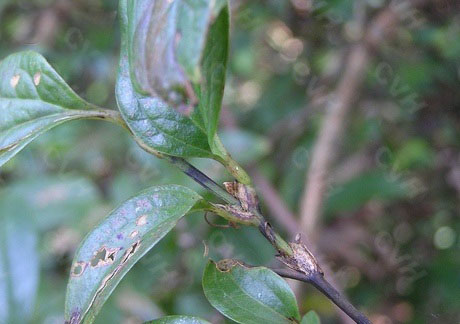 Smilax ferox